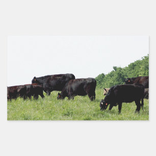 Cattle Black Angus Rechthoekige Sticker