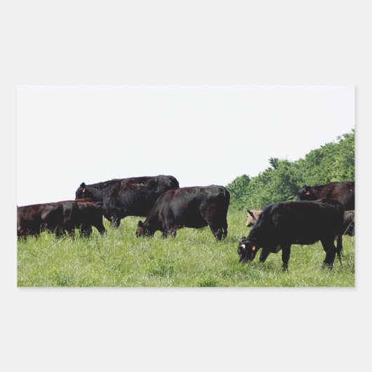 Cattle Black Angus Rechthoekige Sticker (Voorkant)
