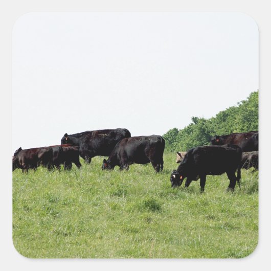 Cattle Black Angus Vierkante Sticker (Voorkant)