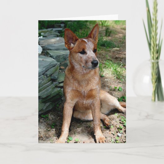 Cattle Dog Kaart (Voorkant)
