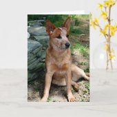 Cattle Dog Kaart (Gele Bloem)