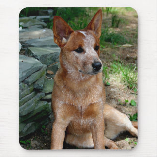 Cattle Dog Muismat