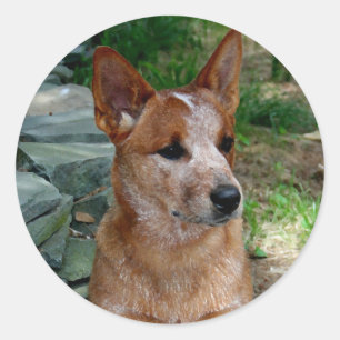 Cattle Dog Ronde Sticker