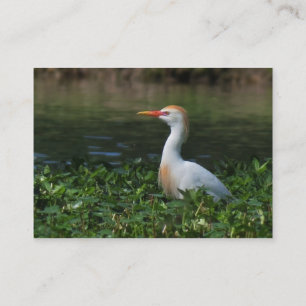 Cattle Egret ATC-fotokaart Visitekaartje
