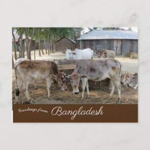 Cattle Jamuna Briefkaart