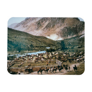 Cattle Ranch, Colorado, 1899 (foto) Magneet