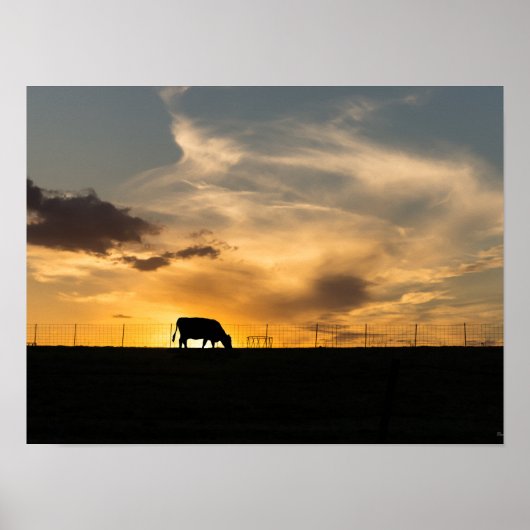 Cattle Sunset Silhouette Poster (Voorkant)