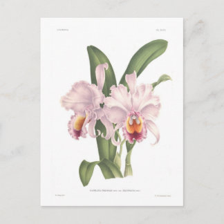 Cattleta trianae var exornata briefkaart