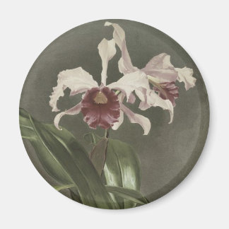 Cattleya Arnoldiana Orchidee Magnet Magneet