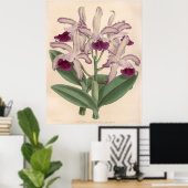  Cattleya Guttata Orchidee Flower Poster (Thuiskantoor)