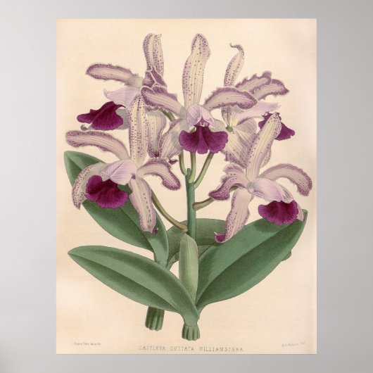  Cattleya Guttata Orchidee Flower Poster (Voorkant)