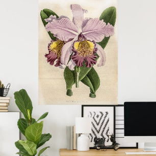 Cattleya Hardyana Orchid Poster