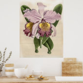 Cattleya Hardyana Orchid Poster (Keuken)