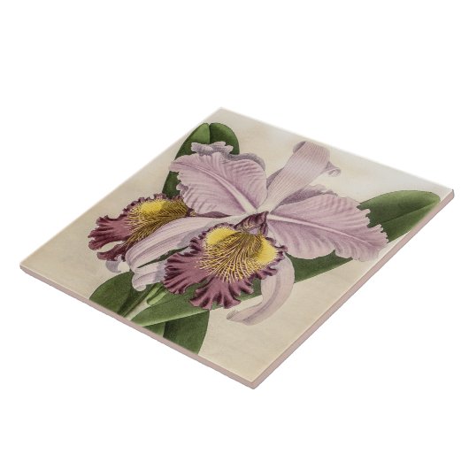 Cattleya Hardyana Orchidee Flower Tegeltje (Zijkant)