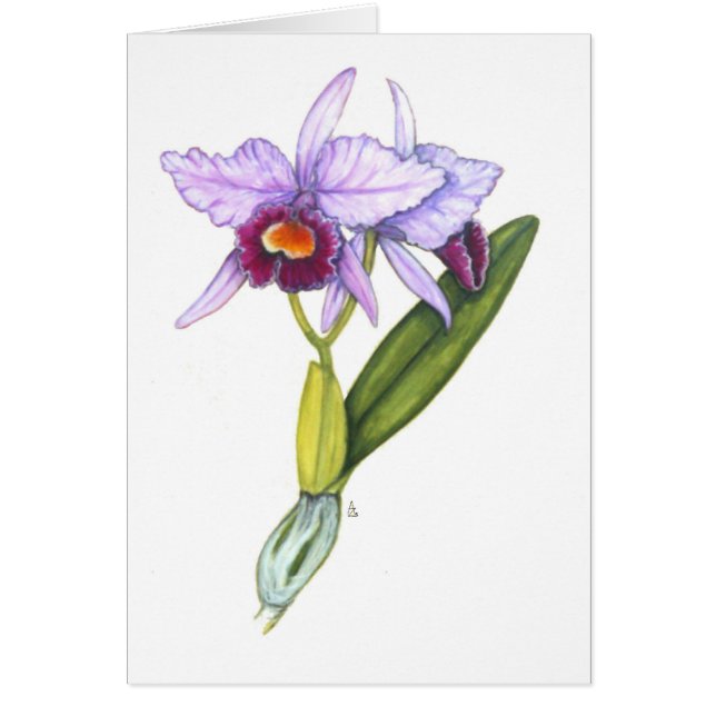 Cattleya labiata (Voorkant)