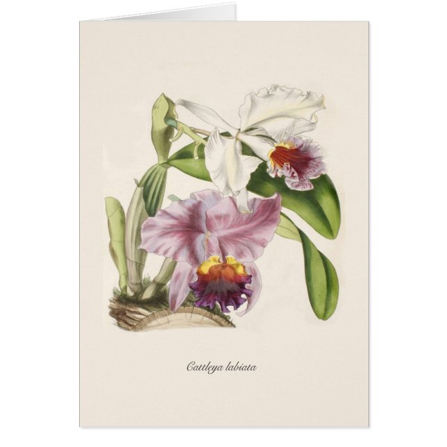 Cattleya labiata (Voorkant)