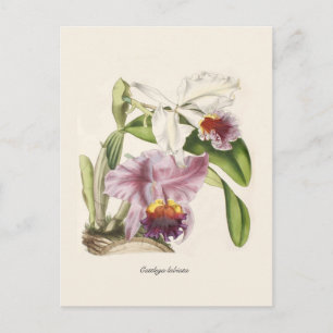 Cattleya labiata briefkaart