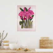 Cattleya Labiata  Deep Pink Orchids Poster (Keuken)
