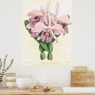 Cattleya Maxima Orchidee Flower Poster