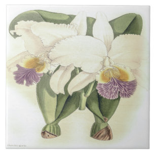  Cattleya Mendelii Bella Orchid Flower Tegeltje
