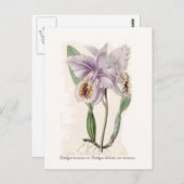 Cattleya mossiae briefkaart (Voorkant / Achterkant)