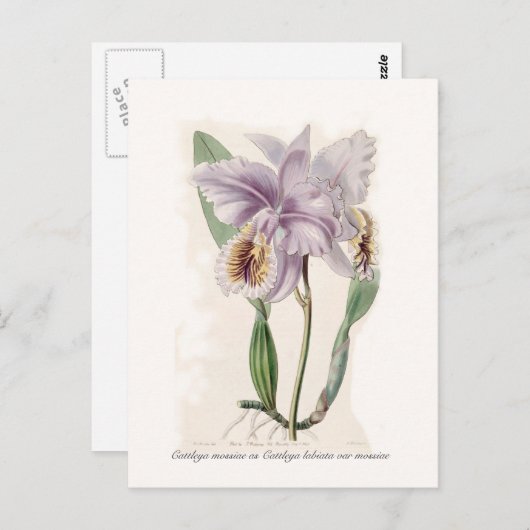 Cattleya mossiae briefkaart (Voorkant / Achterkant)