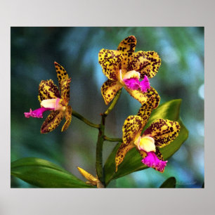 Cattleya Orchid Art Print -24x20 - andere formaten