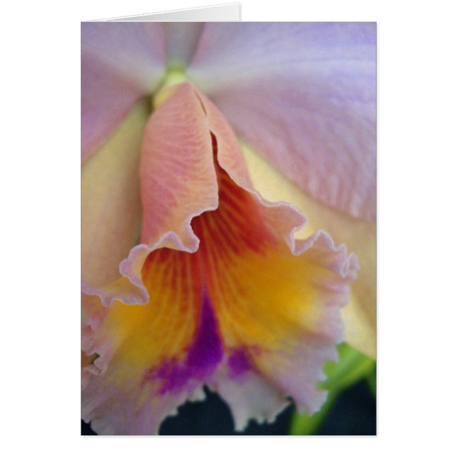 Cattleya Orchid Card (Voorkant)