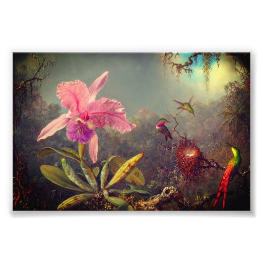 Cattleya Orchid en drie kolibries kop Foto Afdruk (Voorkant)