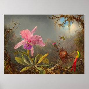 Cattleya Orchid en drie kolibries kop Poster