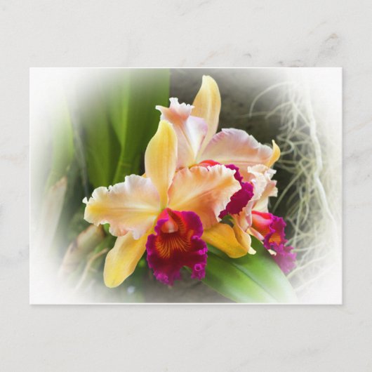 Cattleya Orchid Flower Briefkaart (Voorkant)