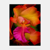Cattleya Orchid Portrait Acryl Bord (Voorkant)