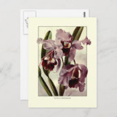 Cattleya orchideeën briefkaart (Voorkant / Achterkant)