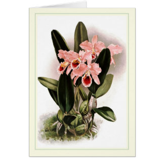 Cattleya percivaliana