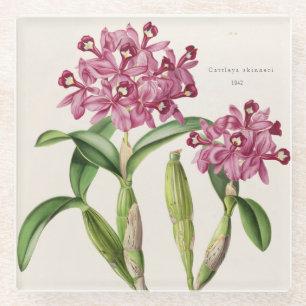 Cattleya skinneri door Bateman Orchid Print Glazen Onderzetter