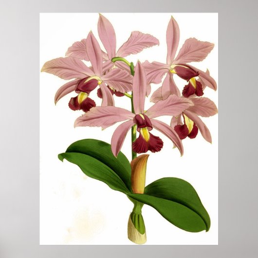 Cattleya Superba Orchidee Flower Poster (Voorkant)