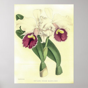  Cattleya Triana Orchidee Flower Poster