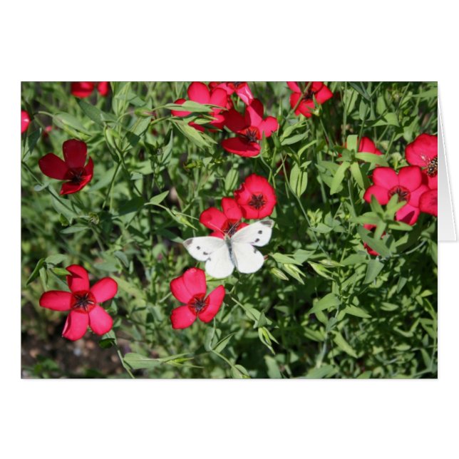 Cauchemar sur Flax (Devant horizontal)