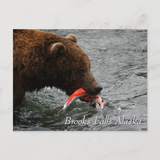 Caught, Brooks Falls Alaska  Briefkaart (Voorkant)