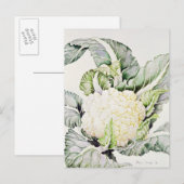 Cauliflower Study 1993 Briefkaart (Voorkant / Achterkant)