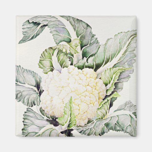 Cauliflower Study 1993 Magneet (Voorkant)