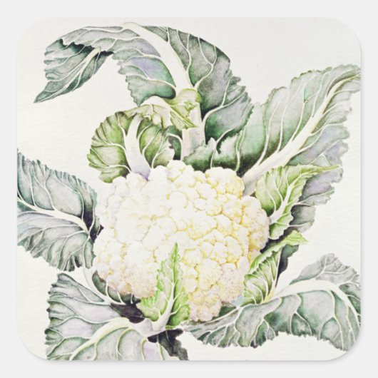 Cauliflower Study 1993 Vierkante Sticker (Voorkant)
