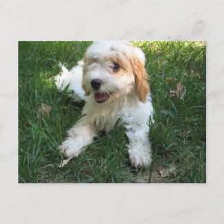 Cavachon Briefkaart, voeg uw Dog Foto toe Briefkaart