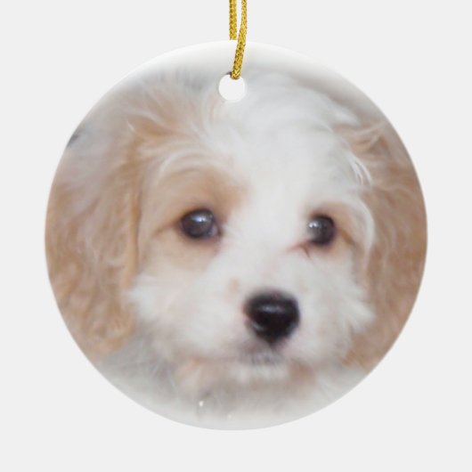 Cavachon Chase Ceramic Ornament (Voorkant)
