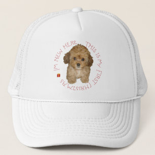 Cavachon Puppy Eerste Kerstmis Trucker Pet