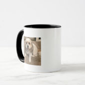 Cavachons beter dan een warme kop koffie (Voorkant links)