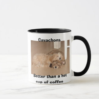 Cavachons meilleur qu'une tasse de café chaude