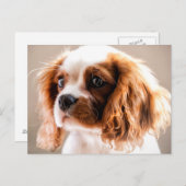 Cavalier king briefkaart (Voorkant / Achterkant)