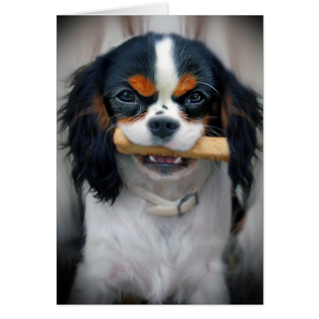 Cavalier King Charles (Devant)