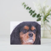 Cavalier King Charles Avec Snowflakes Carte Postal (Debout devant)